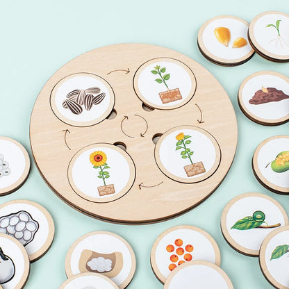 Life Cycle Montessori Kit for Kids – Fun Biology Learning Set